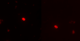 My Research Project – Summer 1 Blog Post