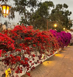 Reflective Journey: Leadership-in-Action Project in Peru