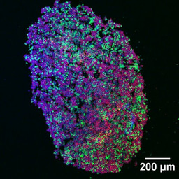 T cells and big bites are all B cells need.