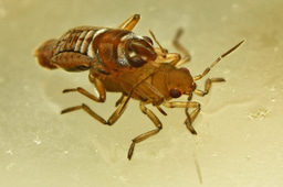 Remarkable mate guarding behavior of the small water strider, Microvelia iriomotensis (Heteroptera: Veliidae)