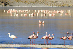 Monthly WildHub Social