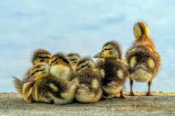 Monthly WildHub Social