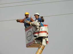 A Victory Against Power Line Collisions: Conserving Asian Houbara in Iran