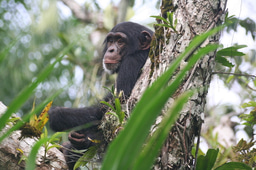 Interview 1 of a Primates Series: The Importance of Primate WATCH and Local Conservation Training Programs for Gorillas