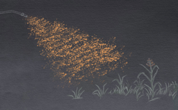 Assessing persistence and adaptation in perennial weeds - a story of maths, challenges and chocolate