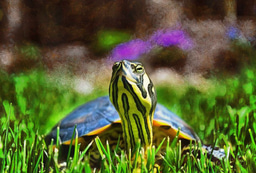 Seeking online herpetology credit courses w/ no prerequisites!