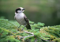 Bird, Insect, Reptile, & Amphibian Conservation