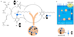 Active droplets drive Marangoni flow