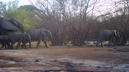 Elephant from the Nazinga Classified Forest in Burkina Faso