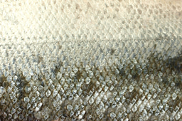 NephroQuiz: a fishy rash.