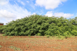 Preserving Biodiversity: An Innovative Approach to Invasive Alien Species Management