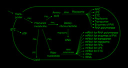 Bottom-Up Cell Design: Starting From The Simplest Self-Replicating Subsystems