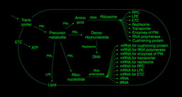 Bottom-Up Cell Design: Unit Cells With Self-Reproduction Systems and Metabolic Cushioning Loads