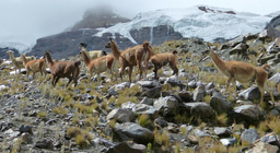 Llama glama, an Andean camelid, enhances soil formation and plant colonization after glacier retreat in the Tropical Andes