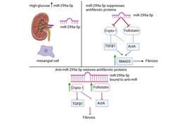 Uncovering miR-299a-5p as a Driver of Fibrosis in Diabetic Kidney Disease