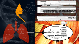 Origin of human breath isoprene unraveled – the tale behind our discovery