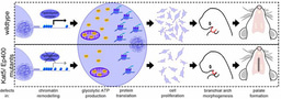 Impaired chromatin remodeling in cranial neural crest cells can evoke orofacial clefts