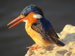 Post-doctoral Positions and Fellowships