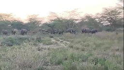 Elephants passing through homesteads - HW conflict