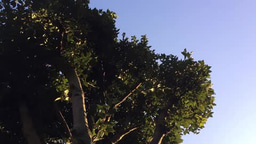 Gallery | Garden Sounds