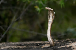 A curious mind leads to snake conservation.