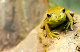 The Amphibian Genomic Consortium (AGC)