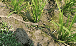 Natural History Note