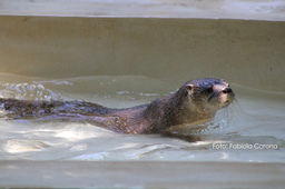 Join Us for the Neotropical Otter Symposium in Guatemala!