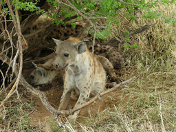 Osvaldo - A new conservationist in action!