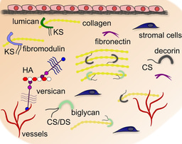 Extracellular Matrix: Cell Regulation, Epigenetics and Modeling