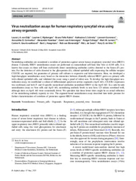 Virus neutralization assays for human respiratory syncytial virus using airway organoids