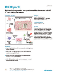 Epithelial organoid supports resident memory CD8 T cell differentiation
