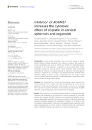 Inhibition of ADAM17 increases the cytotoxic effect of cisplatin in cervical spheroids and organoids