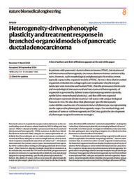 Heterogeneity-driven phenotypic plasticity and treatment response in branched-organoid models of pancreatic ductal adenocarcinoma