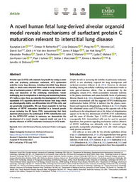 A novel human fetal lung-derived alveolar organoid model reveals mechanisms of surfactant protein C maturation relevant to interstitial lung disease