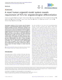 A novel human organoid model system reveals requirement of TCF4 for oligodendroglial differentiation