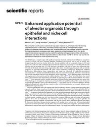 Enhanced application potential of alveolar organoids through epithelial and niche cell interactions