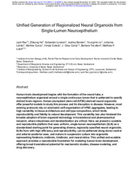 Unified Generation of Regionalized Neural Organoids from Single-Lumen Neuroepithelium