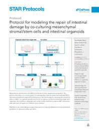 NEW: Protocol for modeling the repair of intestinal damage by co-culturing mesenchymal stromal/stem cells and intestinal organoids