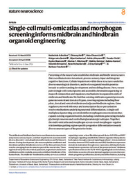 Single-cell multi-omic atlas and morphogen screening informs midbrain and hindbrain organoid engineering
