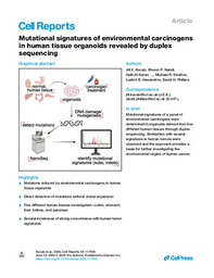Mutational signatures of environmental carcinogens in human tissue organoids revealed by duplex sequencing