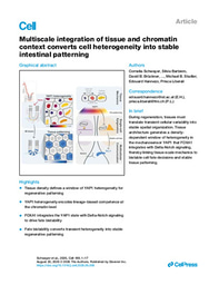 Multiscale integration of tissue and chromatin context converts cell heterogeneity into stable intestinal patterning