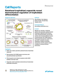 Rotational trophoblast organoids reveal biomechanical regulation of trophoblast differentiation