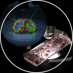 UK Organoid & Organ-on-a-Chip Society: First meeting 3rd Feb 2026!