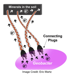 Proteins acting as Electrical Plugs to Charge Microbial Nanowires