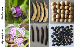 Too good to be true: a genome specific distribution of a transposable element in soybean species