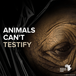 Conservation project manager for Wildlife Forensic Fund