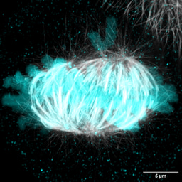 From meteorites to multipolar mitosis