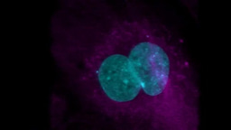 Four centrosomes cluster into three poles – Video