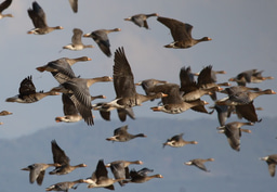 Where in the world are species declining?